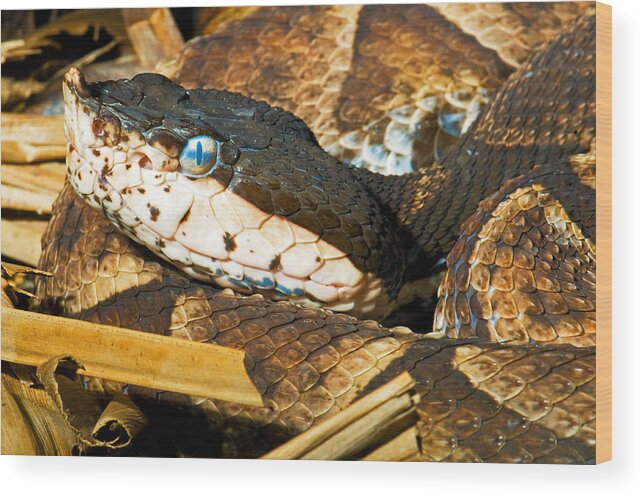 Animal Wood Print featuring the photograph Sharp-nosed Viper by Millard H. Sharp
