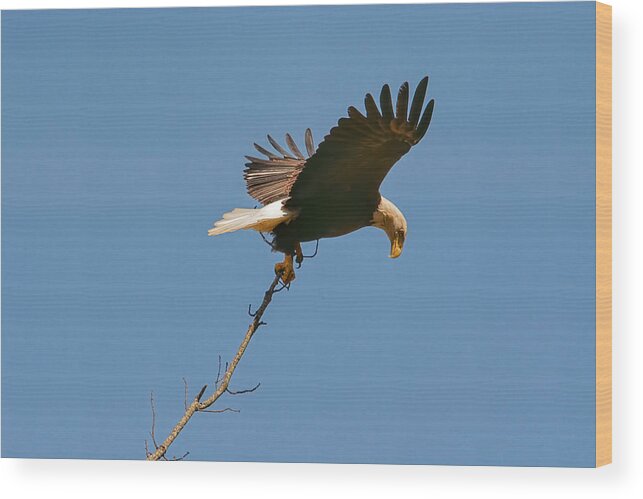 Bald Eagle Wood Print featuring the photograph She Who Carries A Big Stick by Jai Johnson