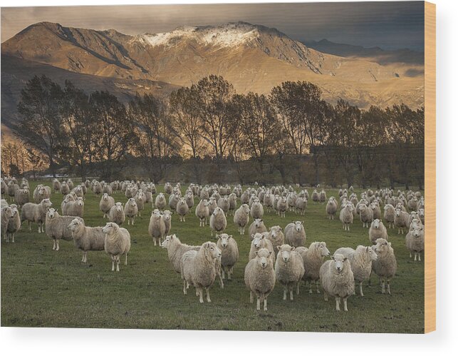 colin Monteath Hedgehog House Wood Print featuring the photograph Sheep Flock At Dawn Arrowtown Otago New by Colin Monteath, Hedgehog House