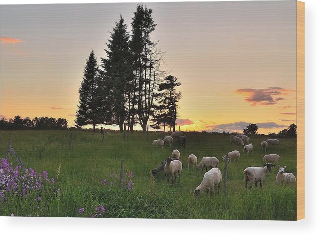 Maine Wood Print featuring the photograph Sheep by Paul Noble
