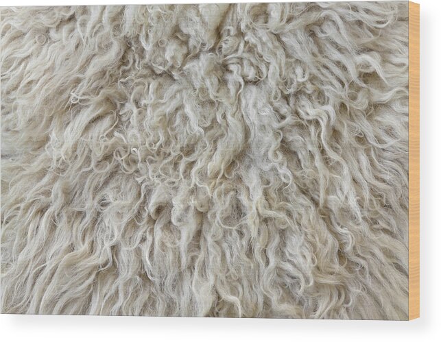 Material Wood Print featuring the photograph Sheepskin by Barcin