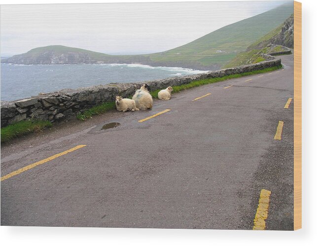 Irish Wood Print featuring the photograph Shelter by Suzanne Oesterling