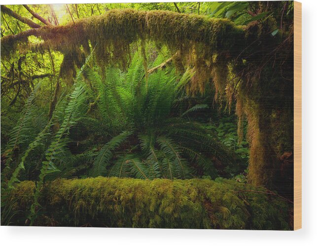 Shelter Wood Print featuring the photograph Sheltered Fern by Andrew Kumler