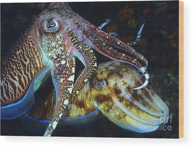 Cuttlefish Wood Print featuring the photograph She's Mine by Aaron Whittemore