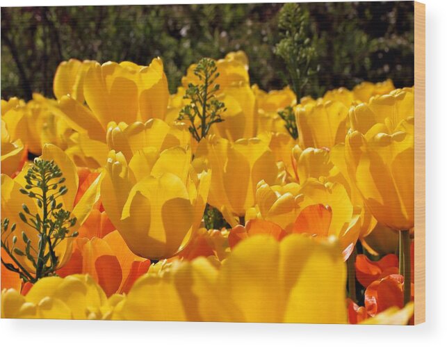 Field Of Tulips Wood Print featuring the photograph Shine On by Katherine White