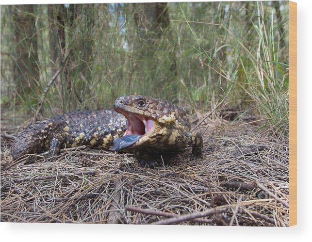 Shingleback Lizard Wood Print featuring the photograph Shingleback Lizard by BG Thomson