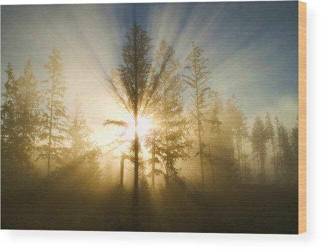 Sunshine Wood Print featuring the photograph Shining Through by Peggy Collins