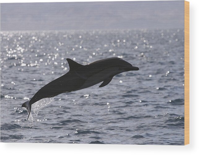 Feb0514 Wood Print featuring the photograph Short-beaked Common Dolphin Leaping Sea by Hiroya Minakuchi