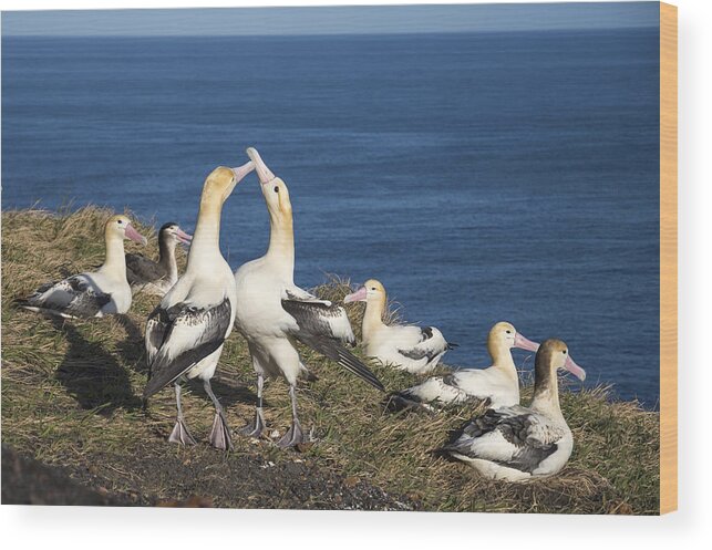 536911 Wood Print featuring the photograph Short-tailed Albatrosses Courting by Tui De Roy