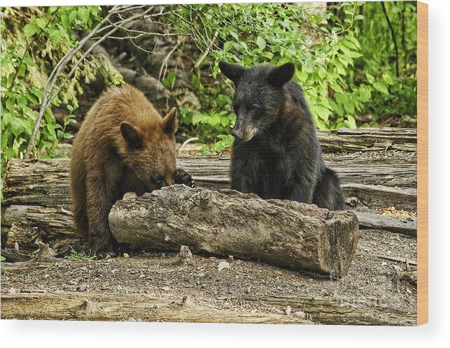 Bear Wood Print featuring the photograph Sibling Lunch by Jan Killian