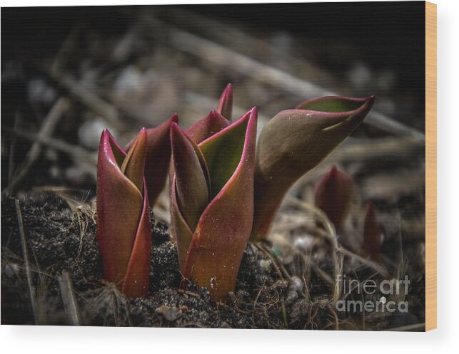 Green Wood Print featuring the photograph Sign of Spring in Red by Ronald Grogan