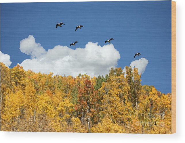 Colorado Wood Print featuring the photograph Signs of the Season by Bob Hislop