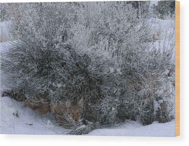 Coyote Wood Print featuring the photograph Silent Accord by Ed Hall