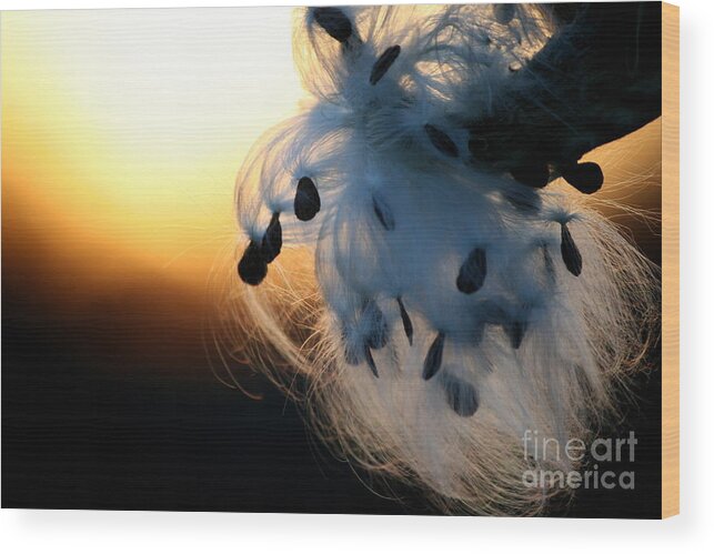 Milkweed Pod Wood Print featuring the photograph Silkweed Sunset by Neal Eslinger