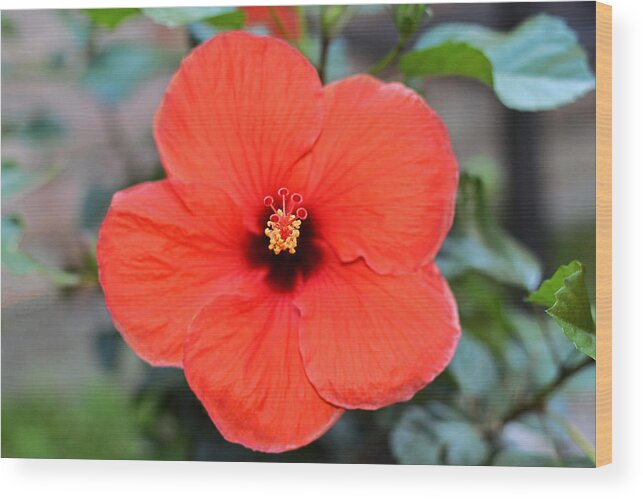 Red Hibiscus Wood Print featuring the photograph Silky Red Hibiscus Flower by Connie Fox