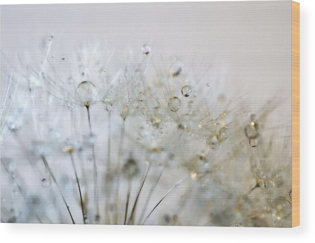 Silver Wood Print featuring the photograph Silver and Gold by Marianna Mills