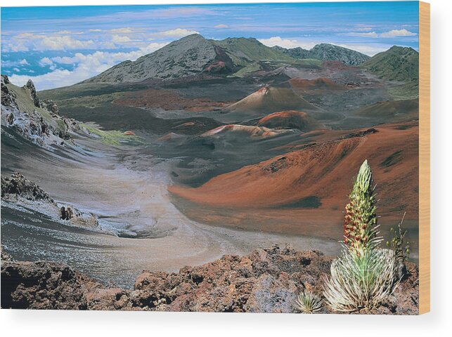 Picture Of Haleakala Wood Print featuring the photograph Silversword on the Rim by Frank Wicker