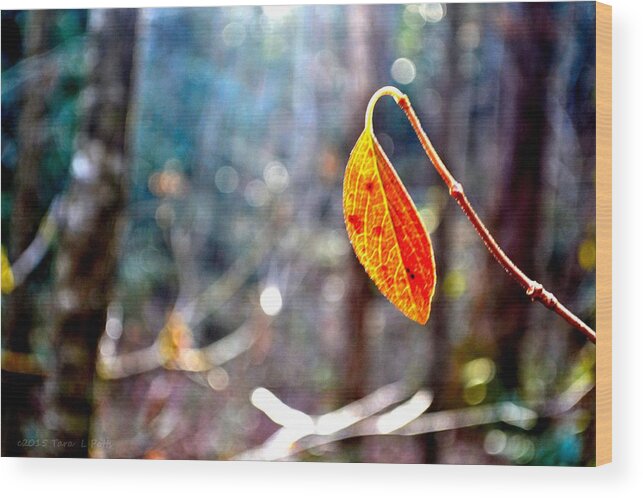 Smithgall Woods Wood Print featuring the photograph Single Leaf by Tara Potts