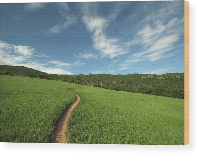 Scenics Wood Print featuring the photograph Singletrack Trail Running Thru Meadow by David Epperson