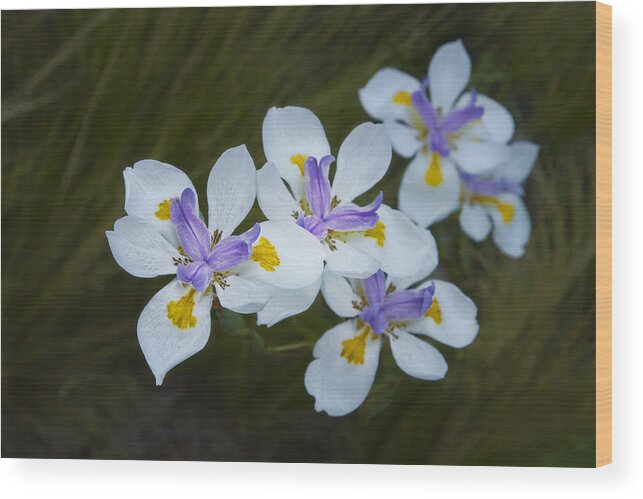 Flowers Wood Print featuring the photograph Siren Sisters by Marilyn Cornwell