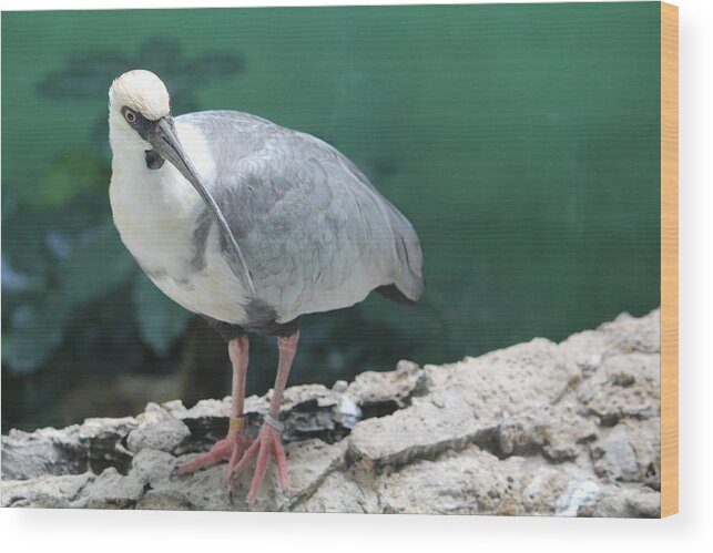 Bird Wood Print featuring the photograph Sitting on the dock of bay by Denise Cicchella