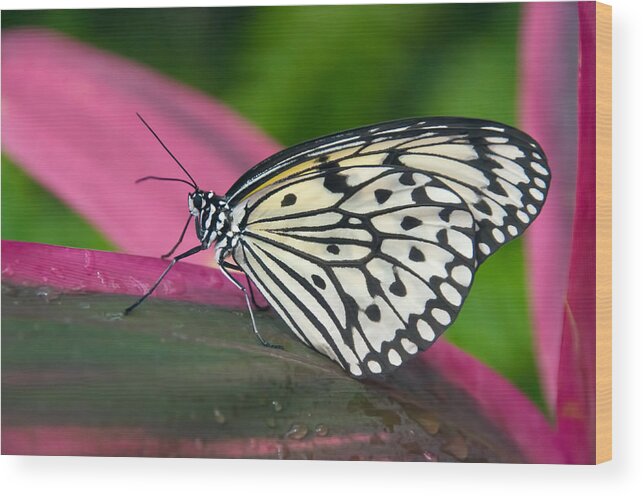 Butterfly Wood Print featuring the photograph Sitting Pretty by Barbara Manis