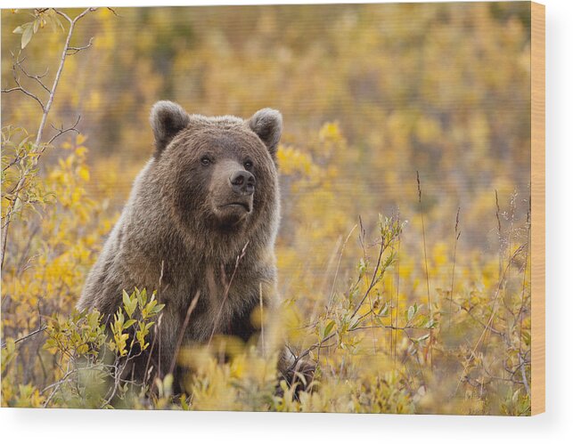 Bear Wood Print featuring the photograph Sitting Smug by Tim Grams