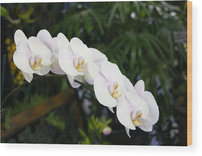 Orchid Wood Print featuring the photograph Orchid Evelyn Reese by Alice Terrill