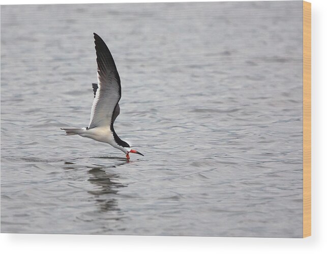 Skimmer Wood Print featuring the photograph Skimmer at work by Jack Nevitt