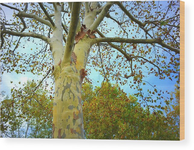Sycamore Wood Print featuring the photograph Sky High by Kathy Barney