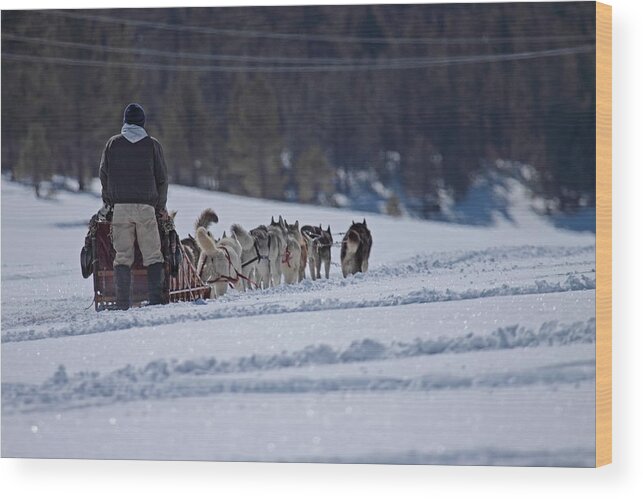 Dogs Wood Print featuring the photograph Sled Dog by Duncan Selby