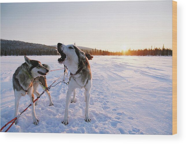 Freezing Wood Print featuring the photograph Sled Dogs Standing On Snow, Sweden by Johnathan Ampersand Esper