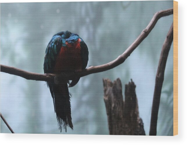 Blue Wood Print featuring the photograph Sleeping blue bird by Denise Cicchella