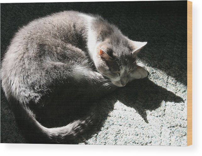 Horizontal Wood Print featuring the photograph Gray Cat Dreaming of Batman by Valerie Collins