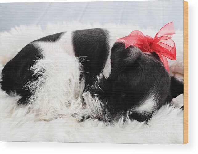 Sleeping Wood Print featuring the photograph Sleeping Parti Color Miniature Schnauzer by Stephanie Frey