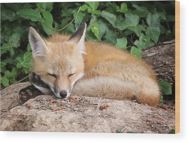 Young Wood Print featuring the photograph Sleeping Young Fox by Stacy Abbott