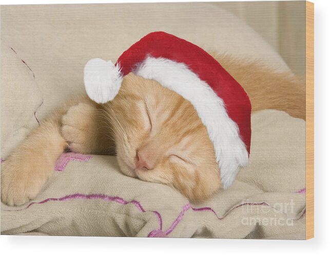 Cat Wood Print featuring the photograph Sleepy Christmas Kitten by Jean-Michel Labat