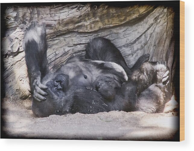 Gorillas Wood Print featuring the digital art Sleepy Family by Photographic Art by Russel Ray Photos