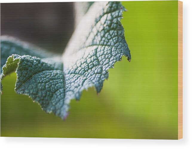 Botanical Wood Print featuring the photograph Slice of Leaf by John Wadleigh
