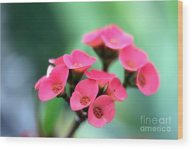 Red Wood Print featuring the photograph Small Red Flower by Henrik Lehnerer