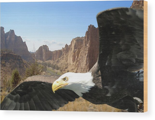 Bald Eagle Wood Print featuring the photograph Smith Rocks Eagle by Arthur Fix