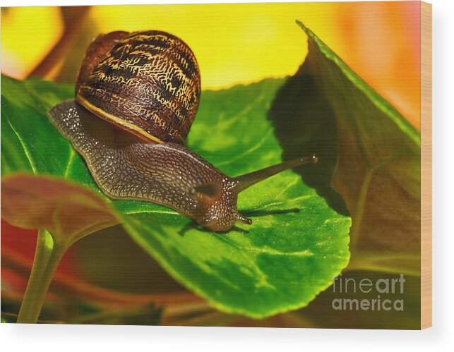 Photography Wood Print featuring the photograph Snail in Colorful Habitat by Kaye Menner