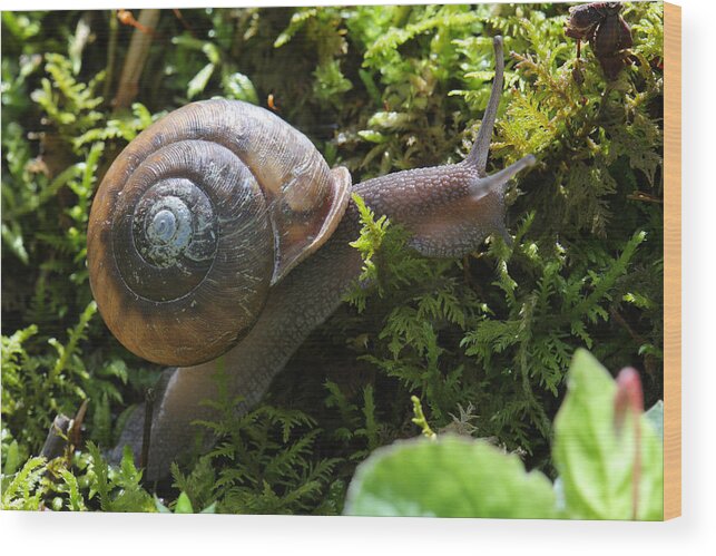 Snail In Moss Wood Print featuring the photograph Snail In Moss by Daniel Reed