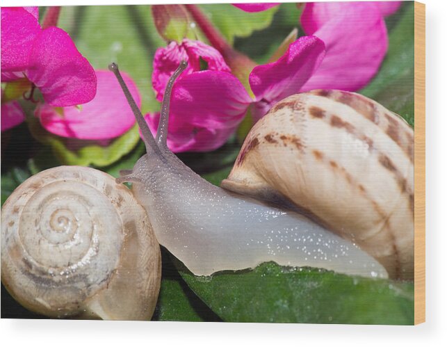 Animal Wood Print featuring the photograph Snails by Roy Pedersen