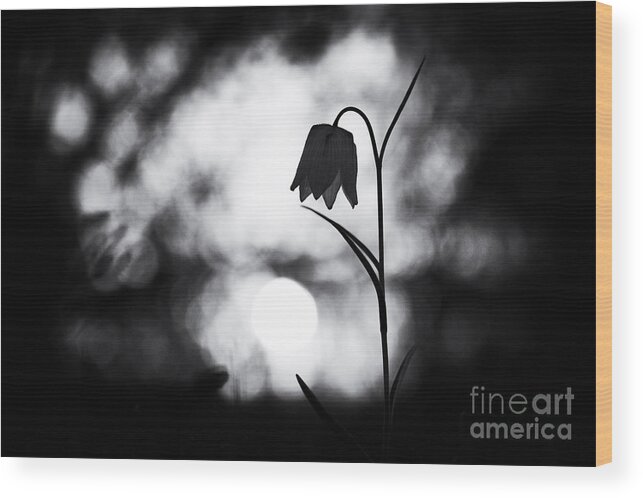 Fritillaria Meleagris Wood Print featuring the photograph Snakes Head Fritillary Monochrome by Tim Gainey