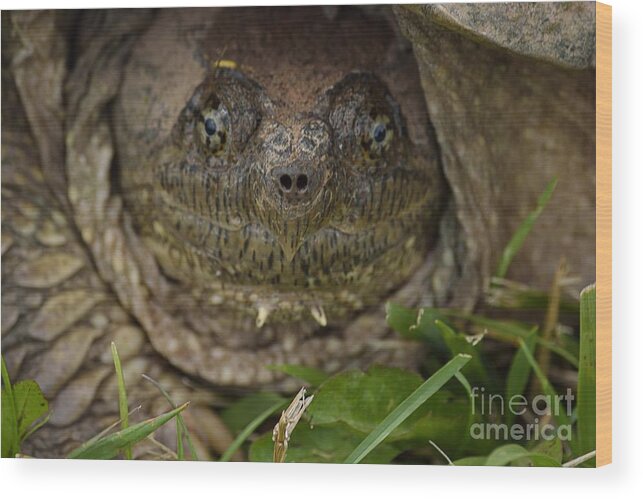 Snapper Face Wood Print featuring the photograph Snapper by Randy Bodkins