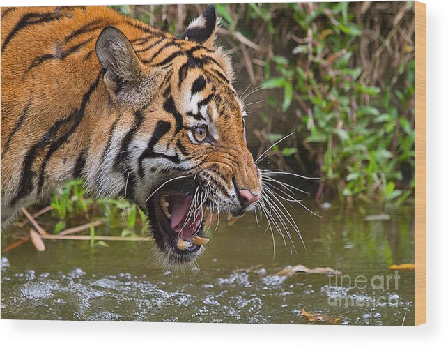 Nature Wood Print featuring the photograph Snarling Tiger by Louise Heusinkveld