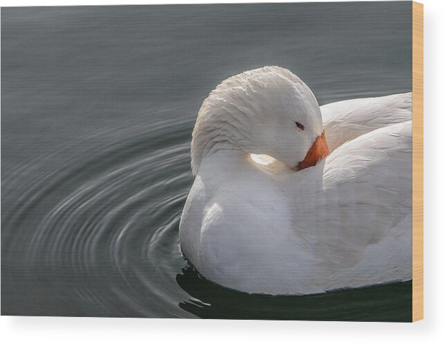 Snow Geese Wood Print featuring the photograph Snow Beautiful Snow Goose by Roxy Hurtubise
