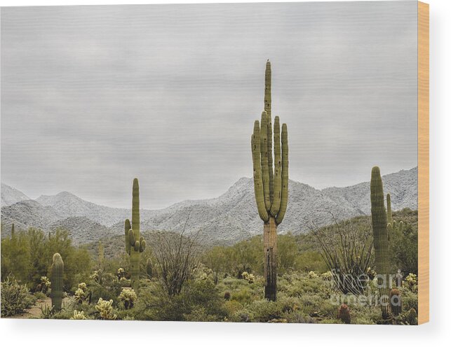 Desert Wood Print featuring the photograph Snow Dusted Desert by Tamara Becker