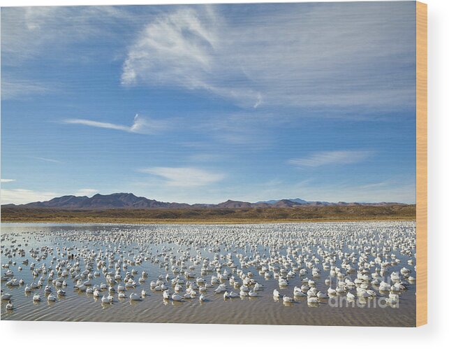 00536710 Wood Print featuring the photograph Snow Geese Bosque Del Apache by Yva Momatiuk John Eastcott